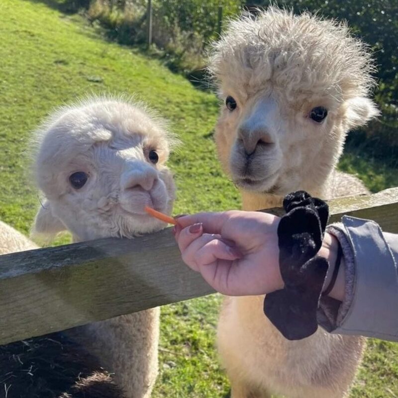 Alpaca Alpaca - enjoy an alpaca walking experience on the 11-acre farm.