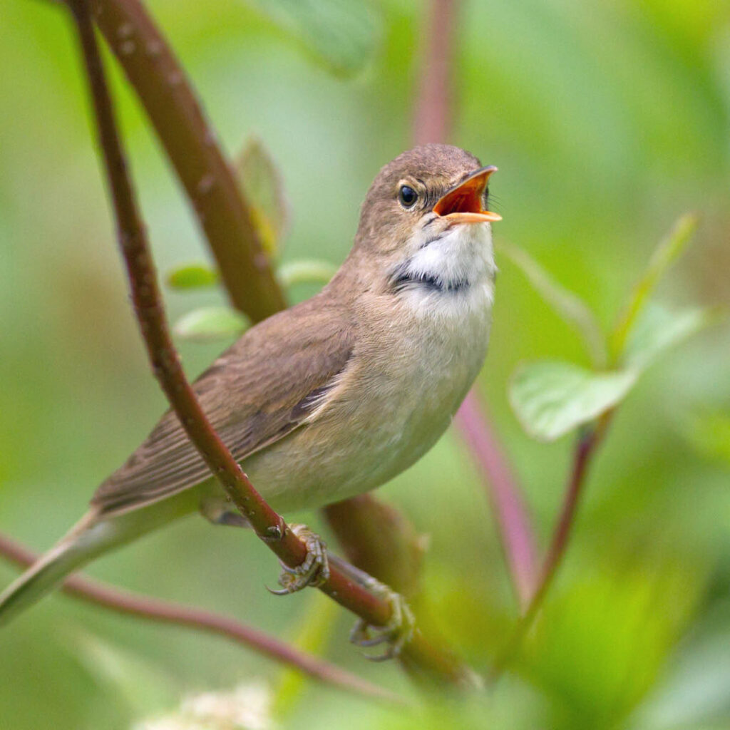 A small pale brown bird perches on a twig amongst green leaves. It raises its head and opens its mouth as it sings.