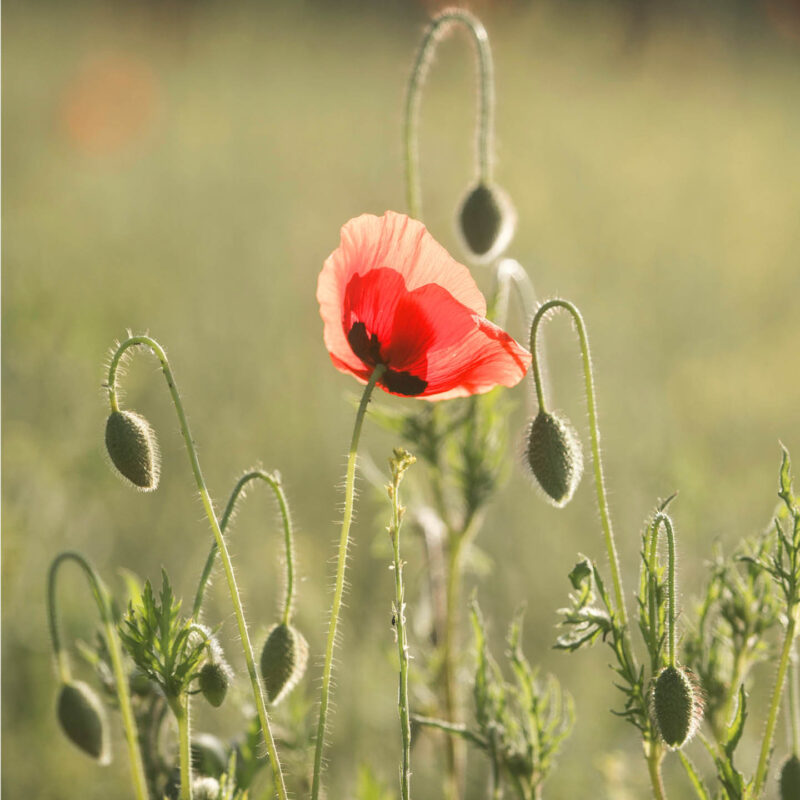 A red poppy grows tall and bright in a green field. It is surrounded by other poppies that have not yet flowered.