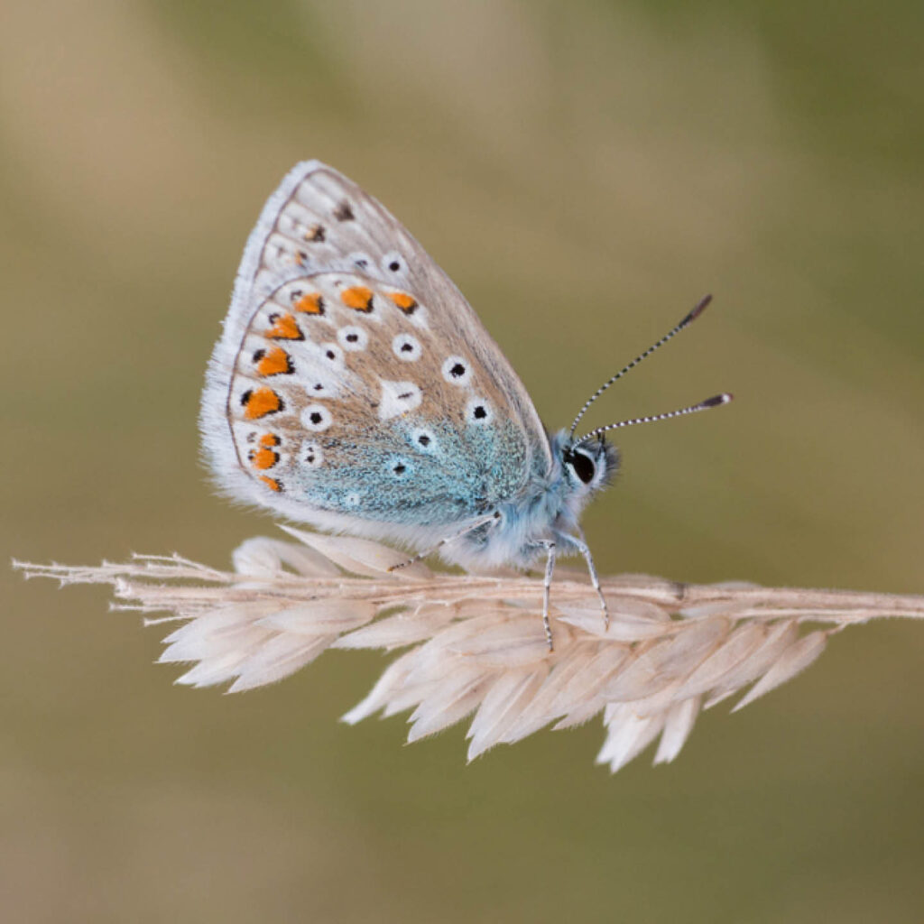 A beautiful butterfly perches on a stalk of wheat. Its body is a pale blue, while its wings are beige with many orange and white spots.