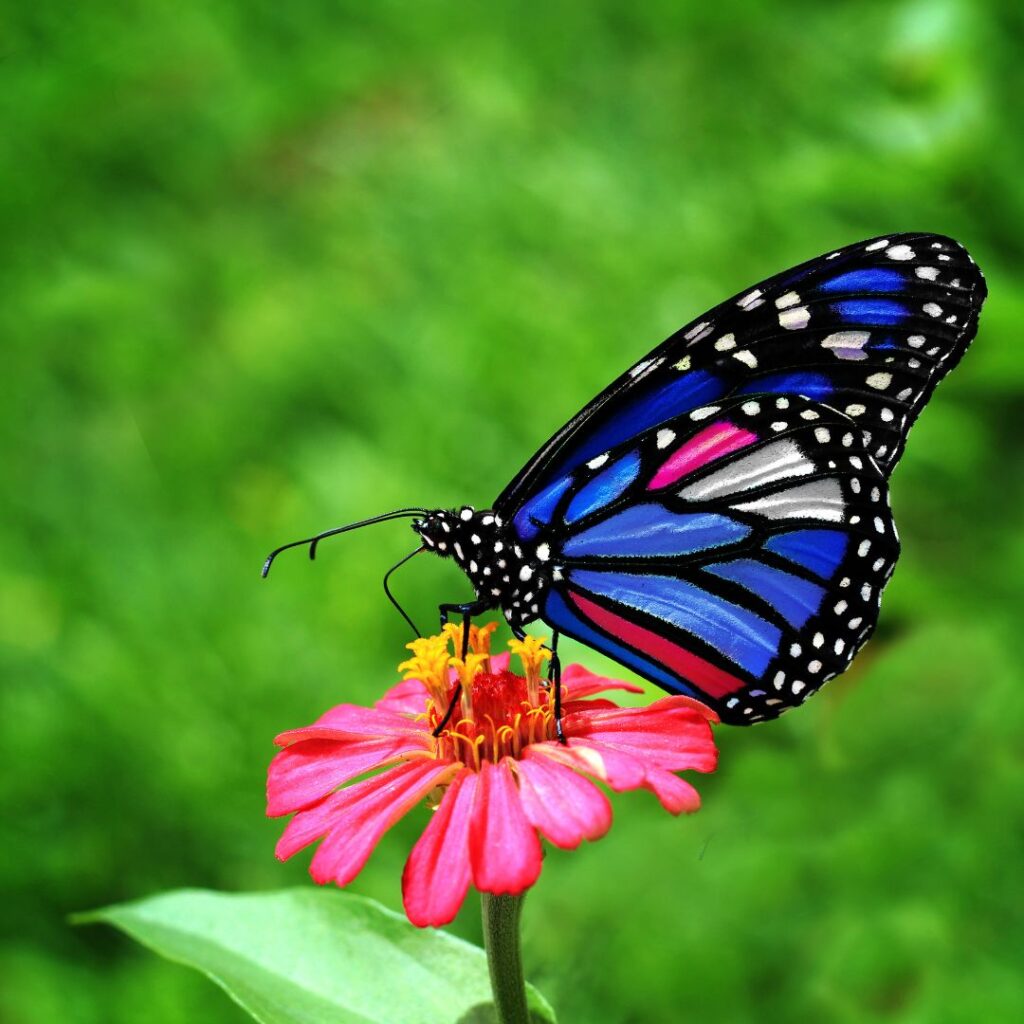 Butterfly World Tees Valley