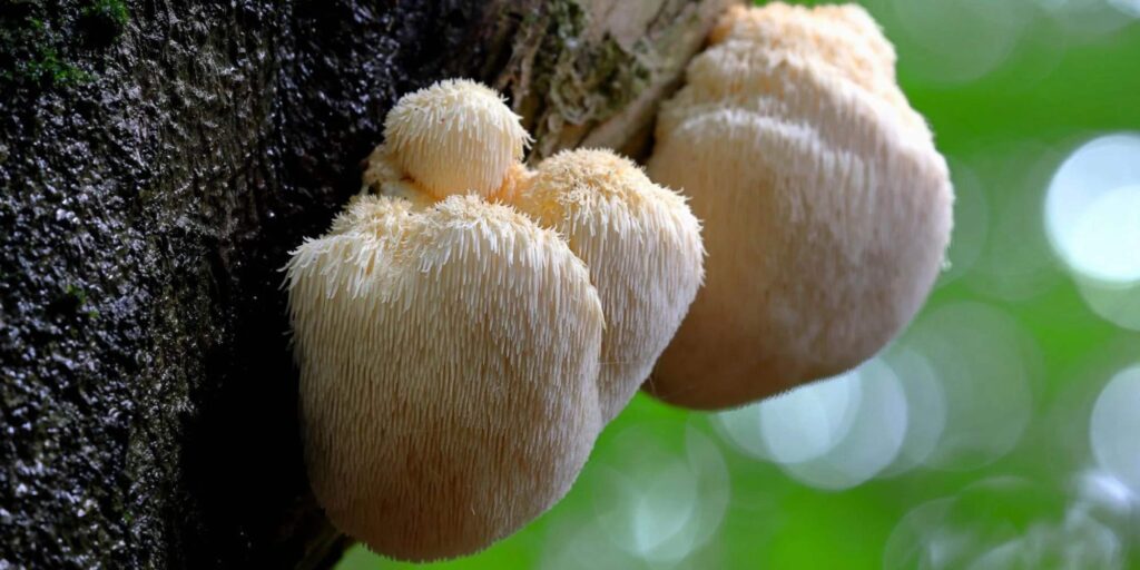 Northumbria University reveals how lion’s mane mushrooms can have a positive effect on Gen Z women