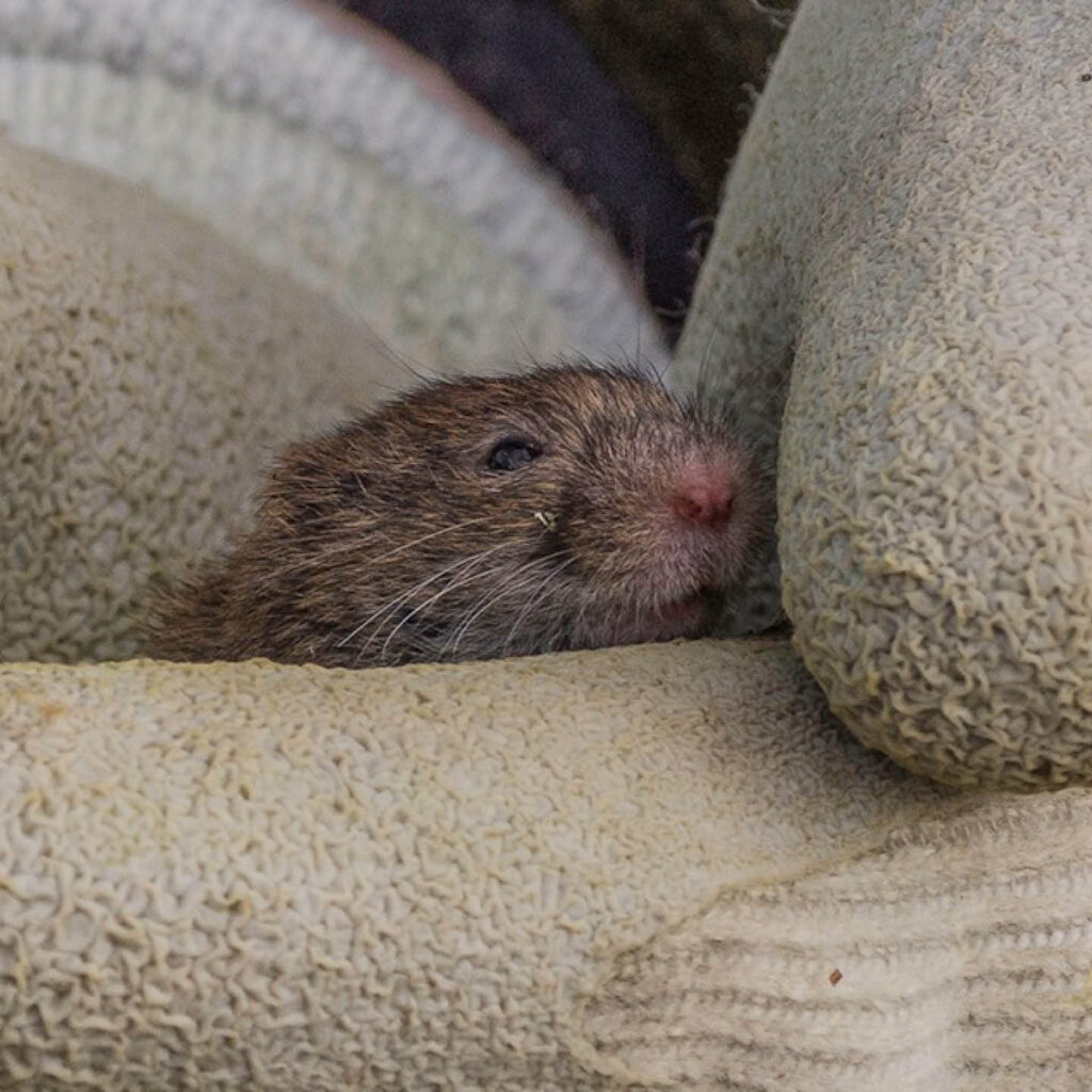 A baby vole pokes its head out from a pile of cushions.