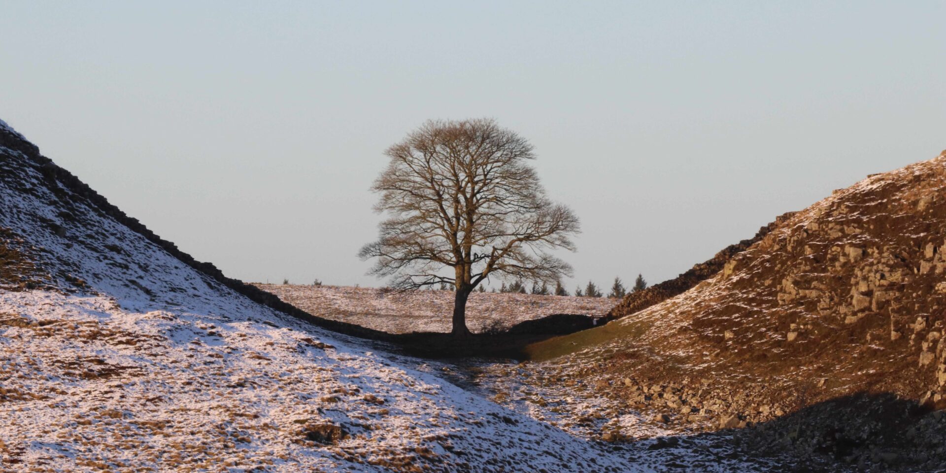Sycamore Gap - One Year On