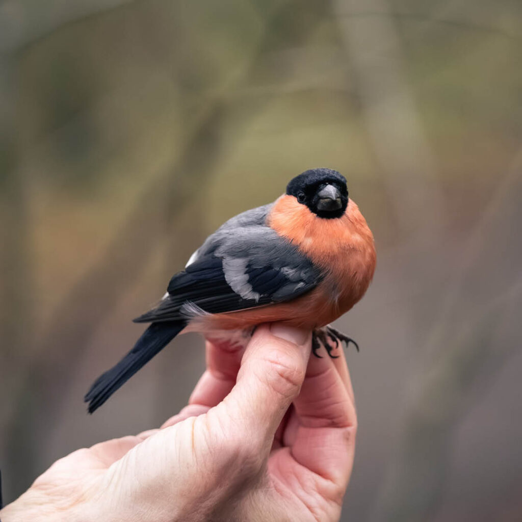 An unseen person holds a small black and orange bird in their fingers.
