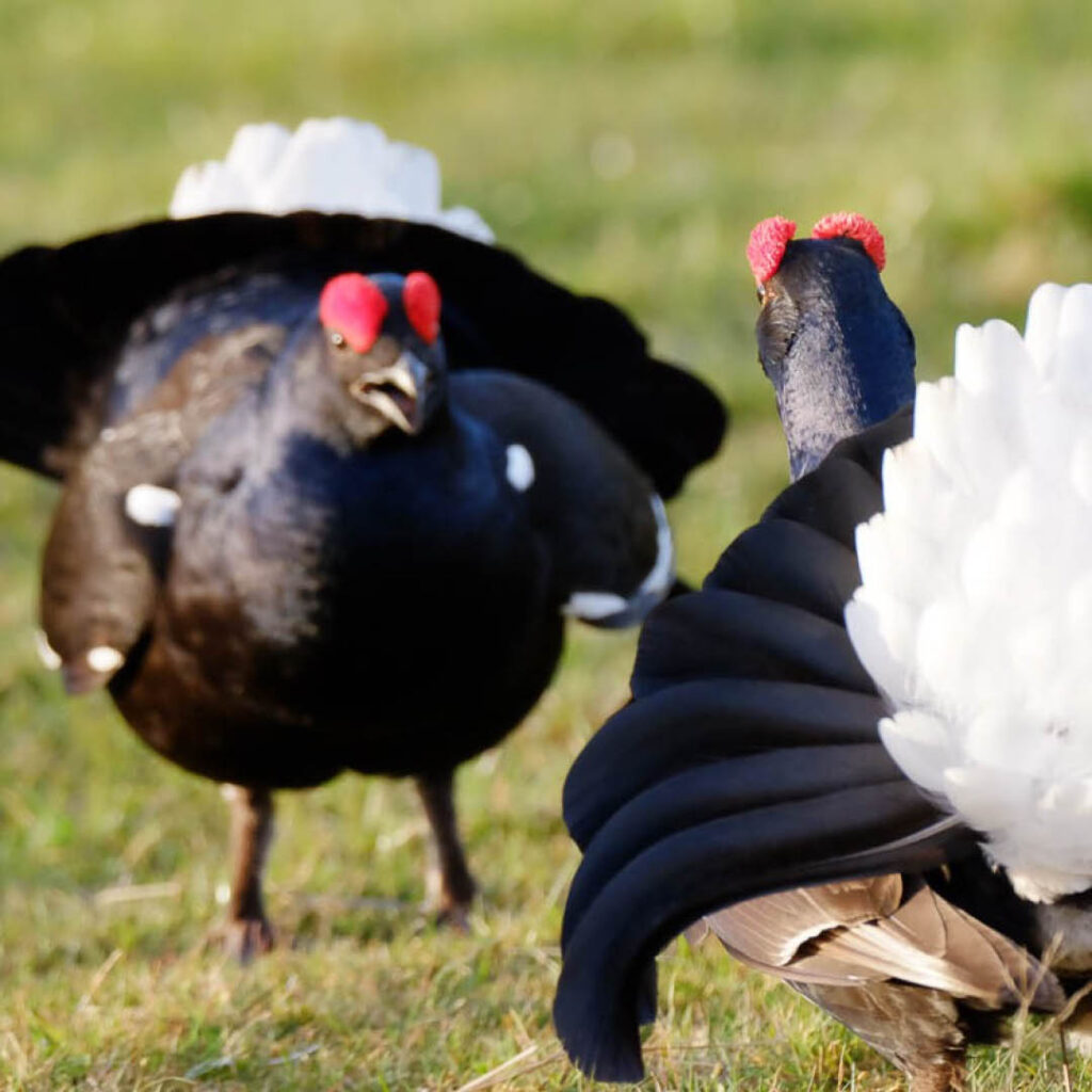 Two black birds with red heads and a white fan like tail face each other during a mating ritual. These are the Black Grouse Lek.