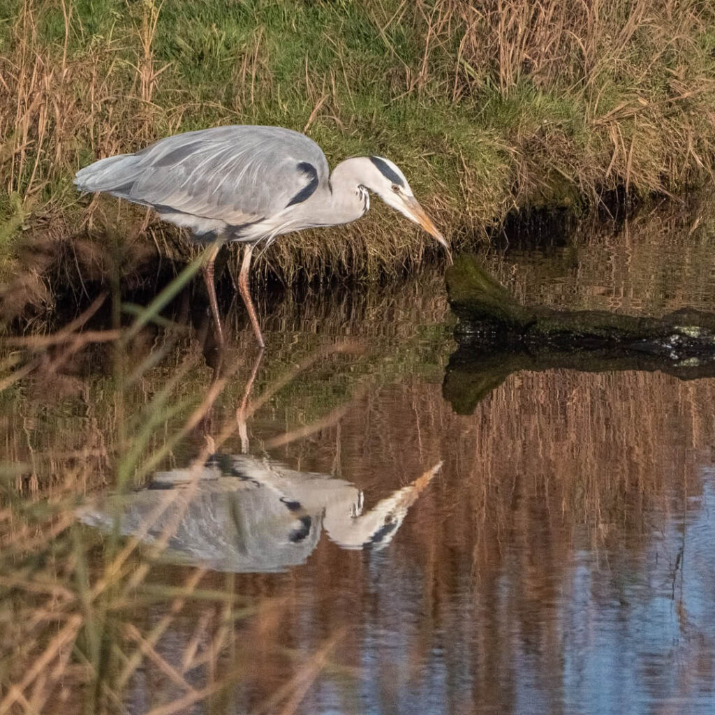 A grey heron stands by the edge of the lake, its legs half submerged in water. It stoops down as if looking for fish.