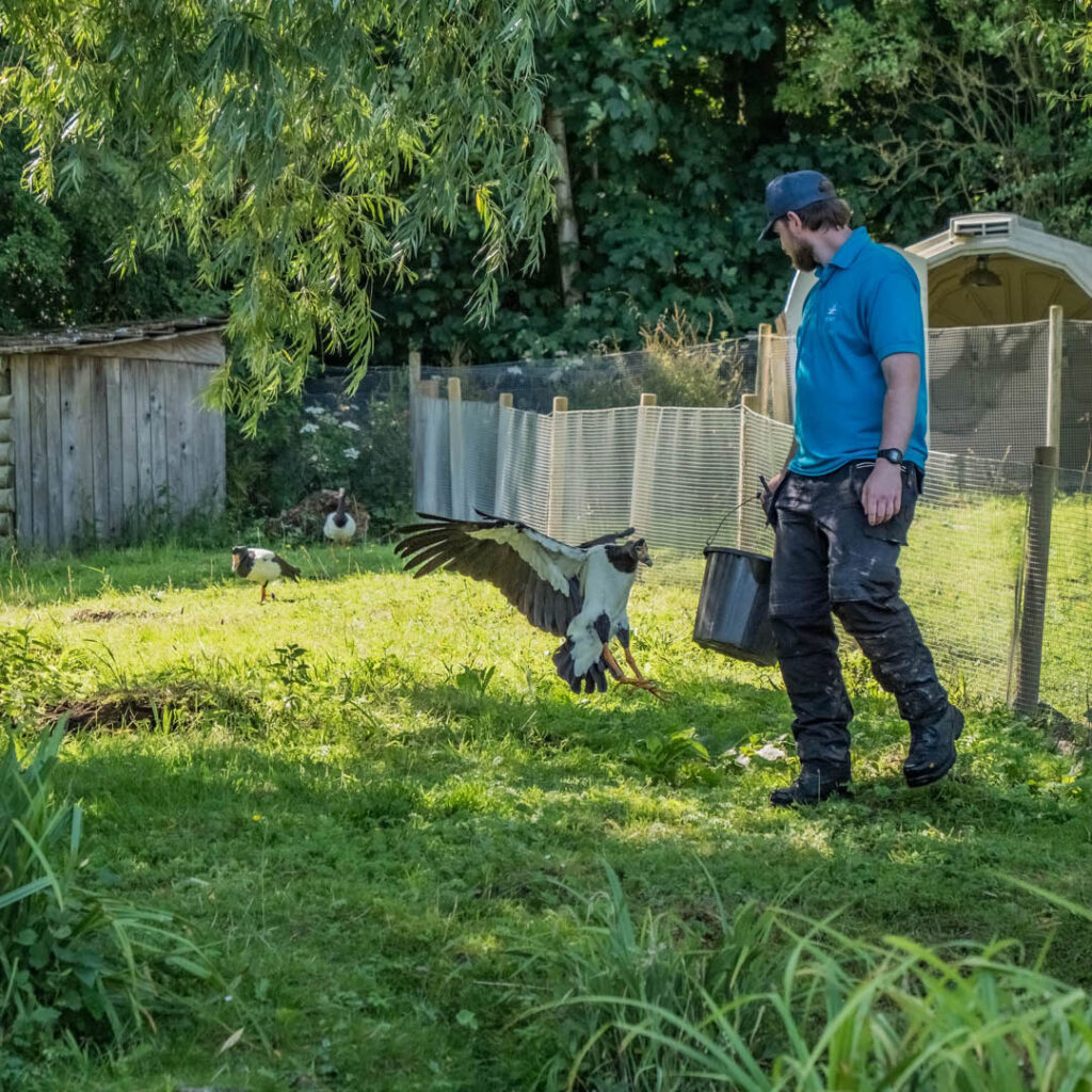 A warden at Washington Wetland Centre walks in a grassy exhibit. He holds a black bucket and looks down at a goose which moves towards him with outstretched wings.