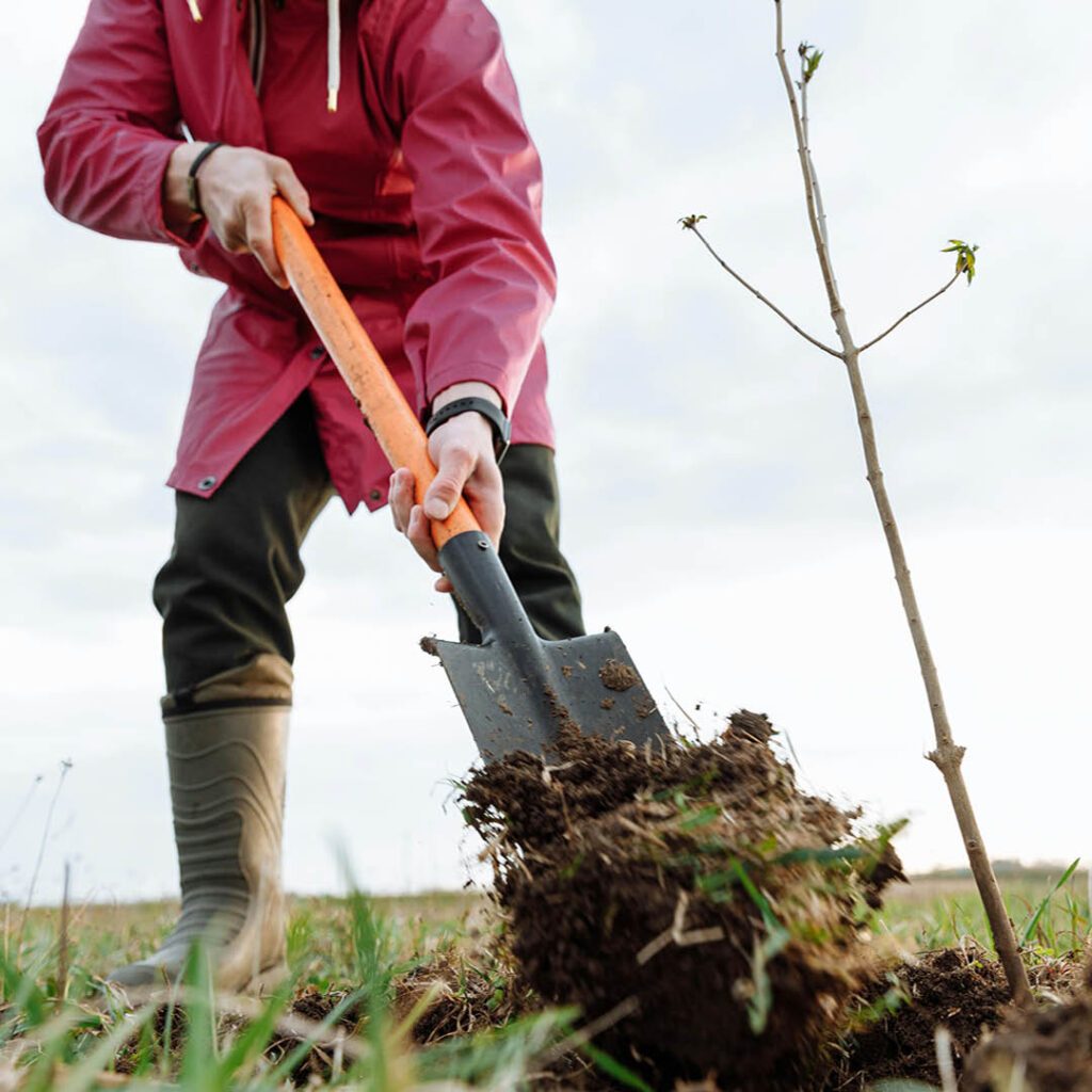 A person in a red raincoat and green wellies shovels soil around a newly planted tree sapling.