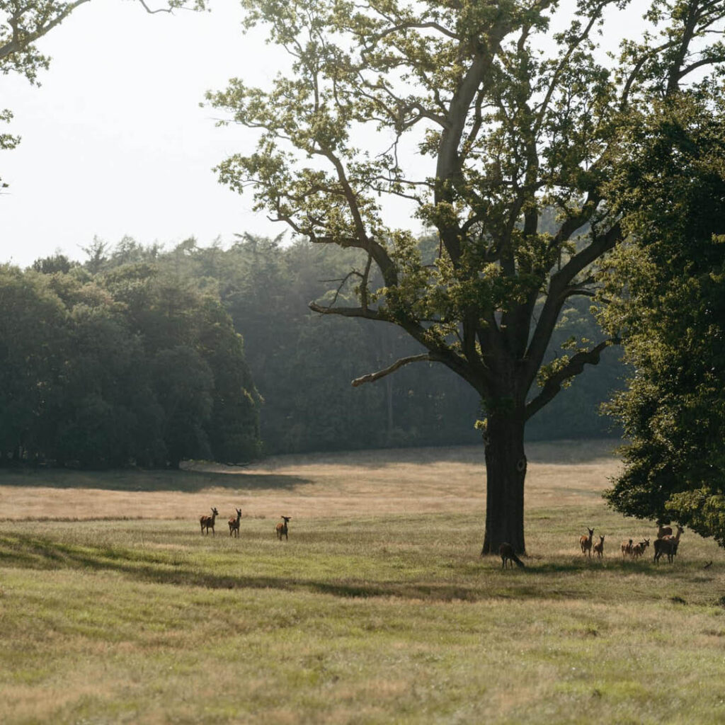 Deer roam the rolling parkland at Raby Castle.