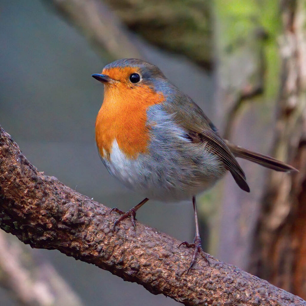 A plump robin perches on a tree branch.