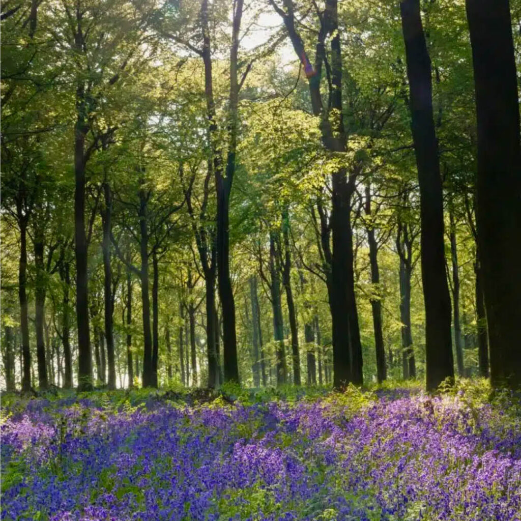 Hundreds of purple bluebells cover a clearing in some green woods.