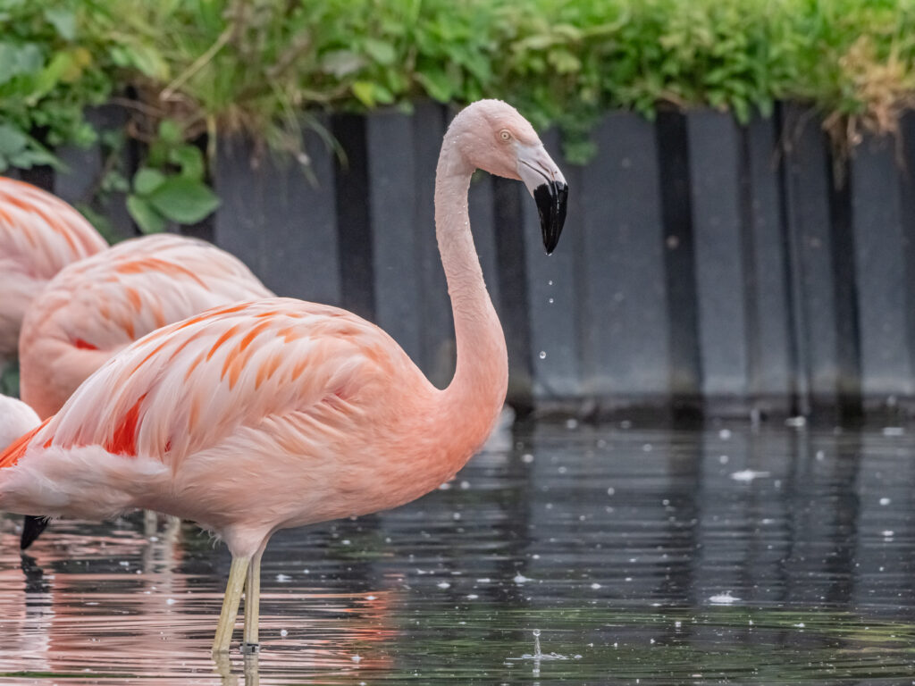Washington Wetland Centre