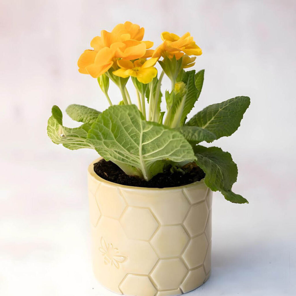 A yellow ceramic plant pot printed with hexagon prints and a bumblebee stamp. A plant with yellow flowers has been planted in it.
