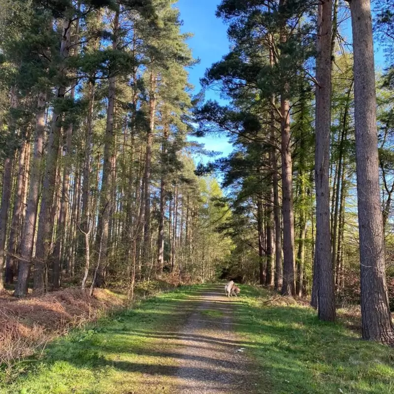Hamsterley Forrest 