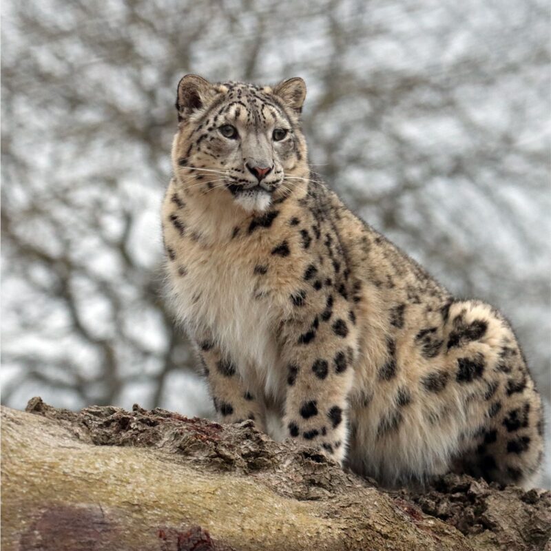 Northumberland Zoo