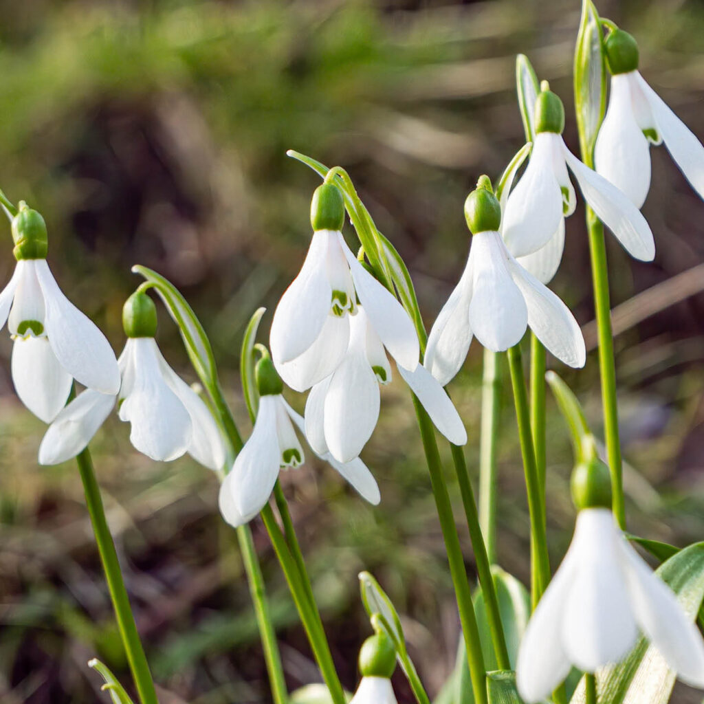 A cluster of snowdrops grow in the sun at Washington Wetland Centre.
