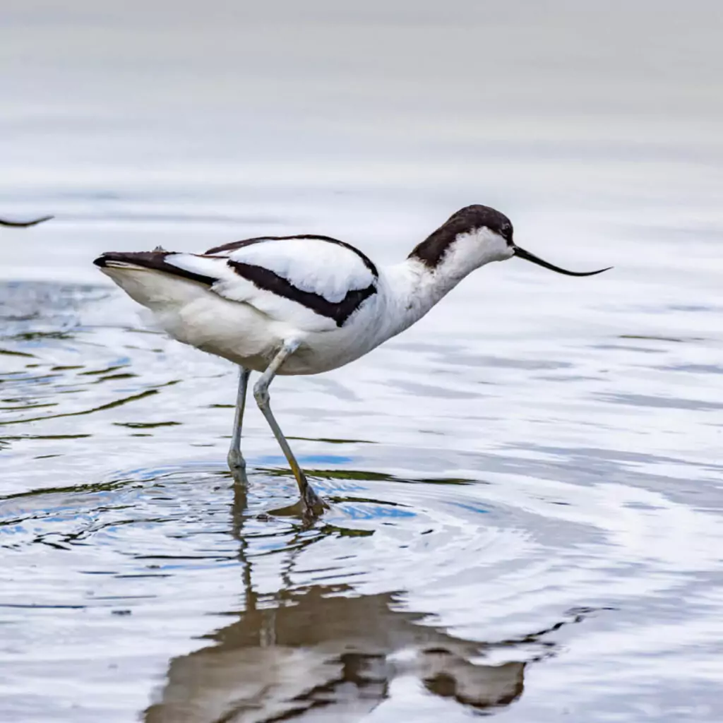 A black and white bird with a long black beak and long legs crouches as it walks through water at Wader Lake, Washington Wetland Centre.