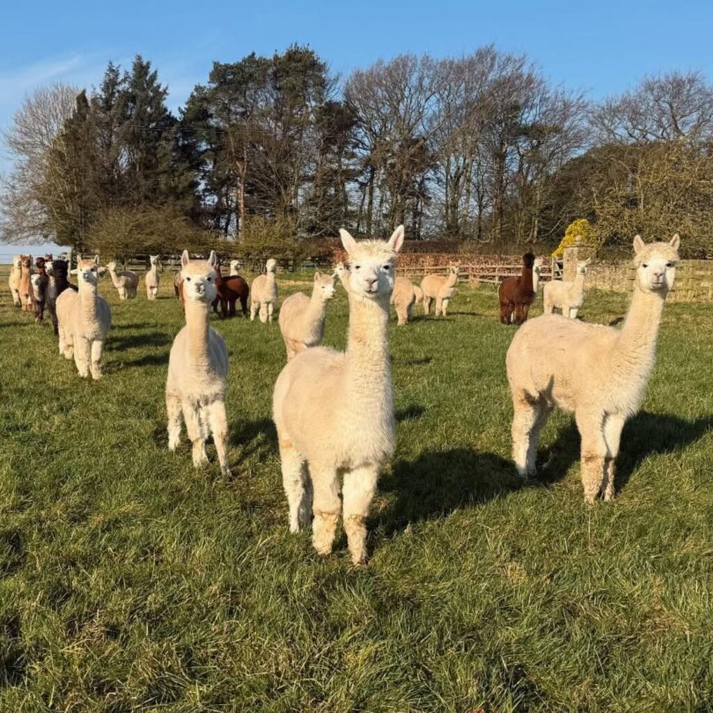 Alpaca Walking @ Barnacre Alpacas, Turpin’s Hill Farm