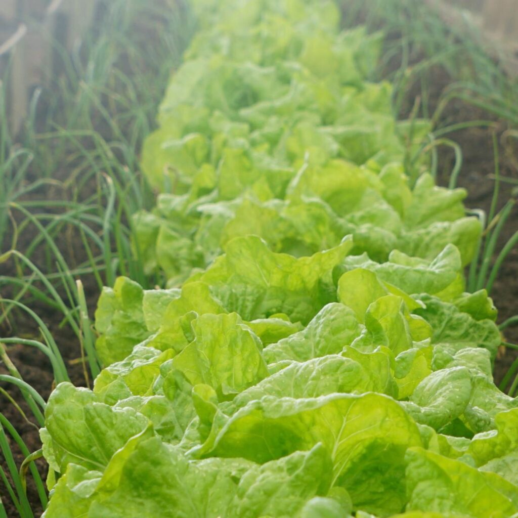 Community gardens to visit in the North East