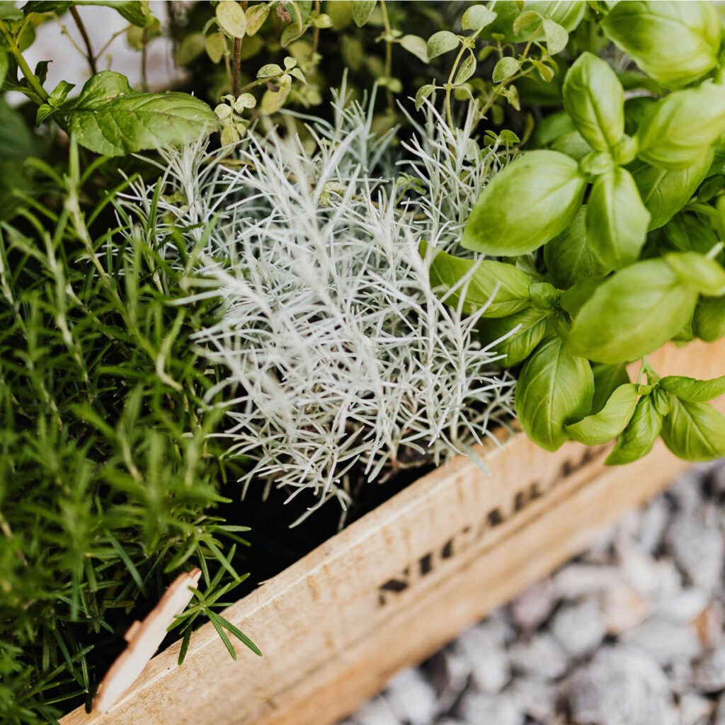 A herb garden in a wooden crate.