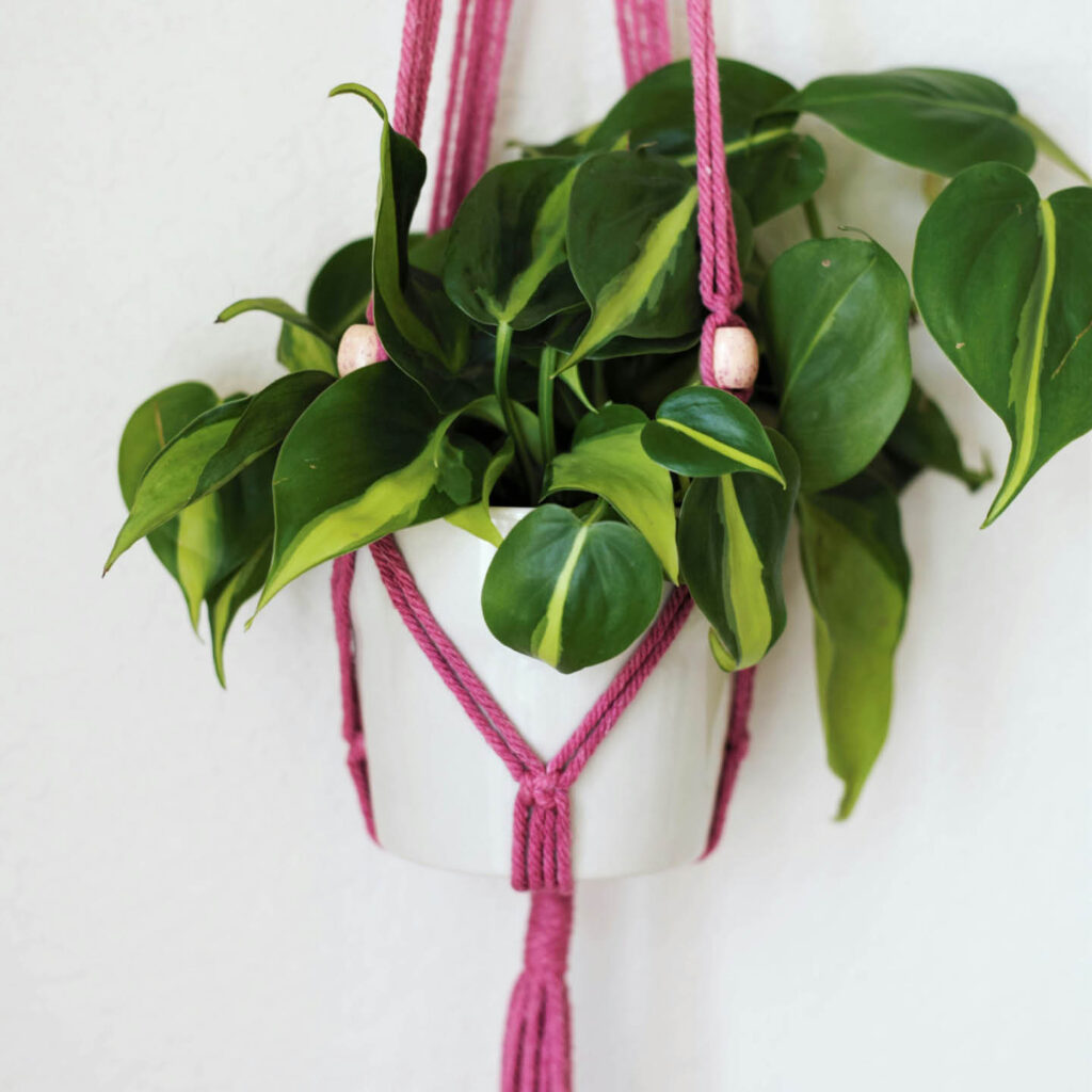 A green plant sits in a white pot. It hangs from a bright pink macrame plant hanger.