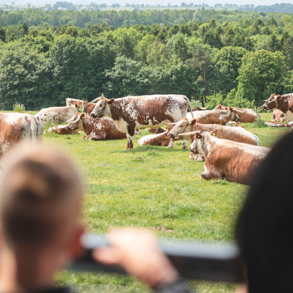 Brown cows with white spots laze on a field in the sun at Raby Castle. People watch them from behind a fence in the foreground.