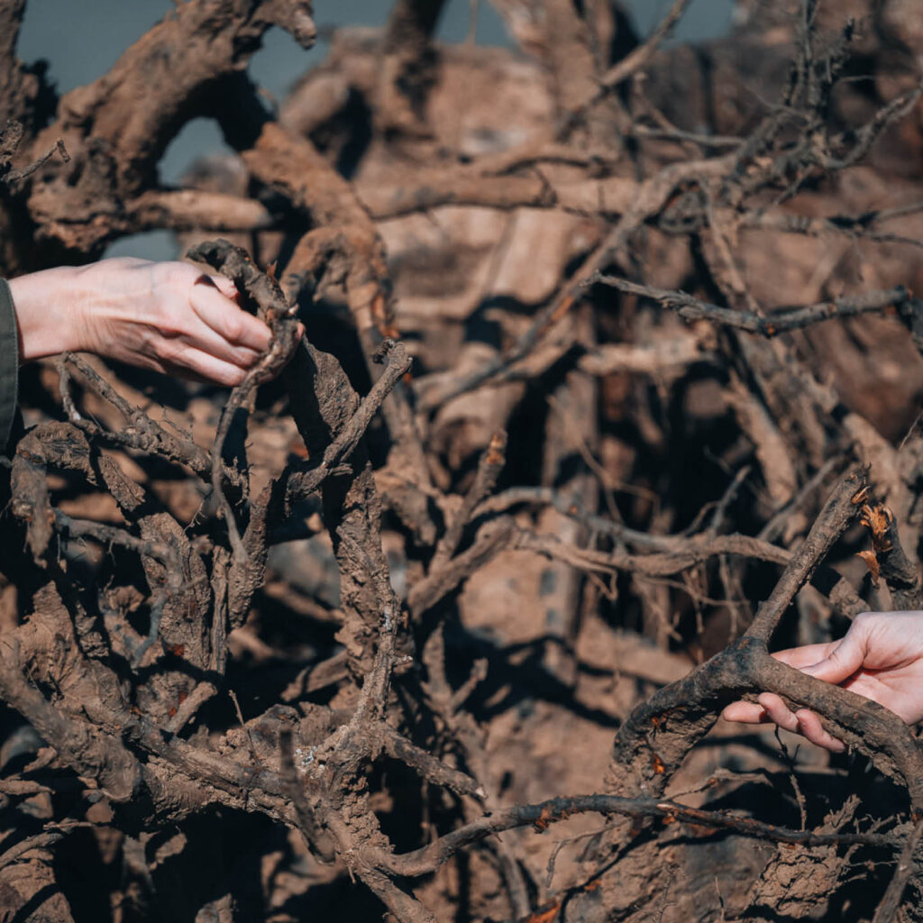 Two hands reach into a large tangle of brown branches. This is part of the exhibition: To Own Both Nothing and the Whole World at the BALTIC.