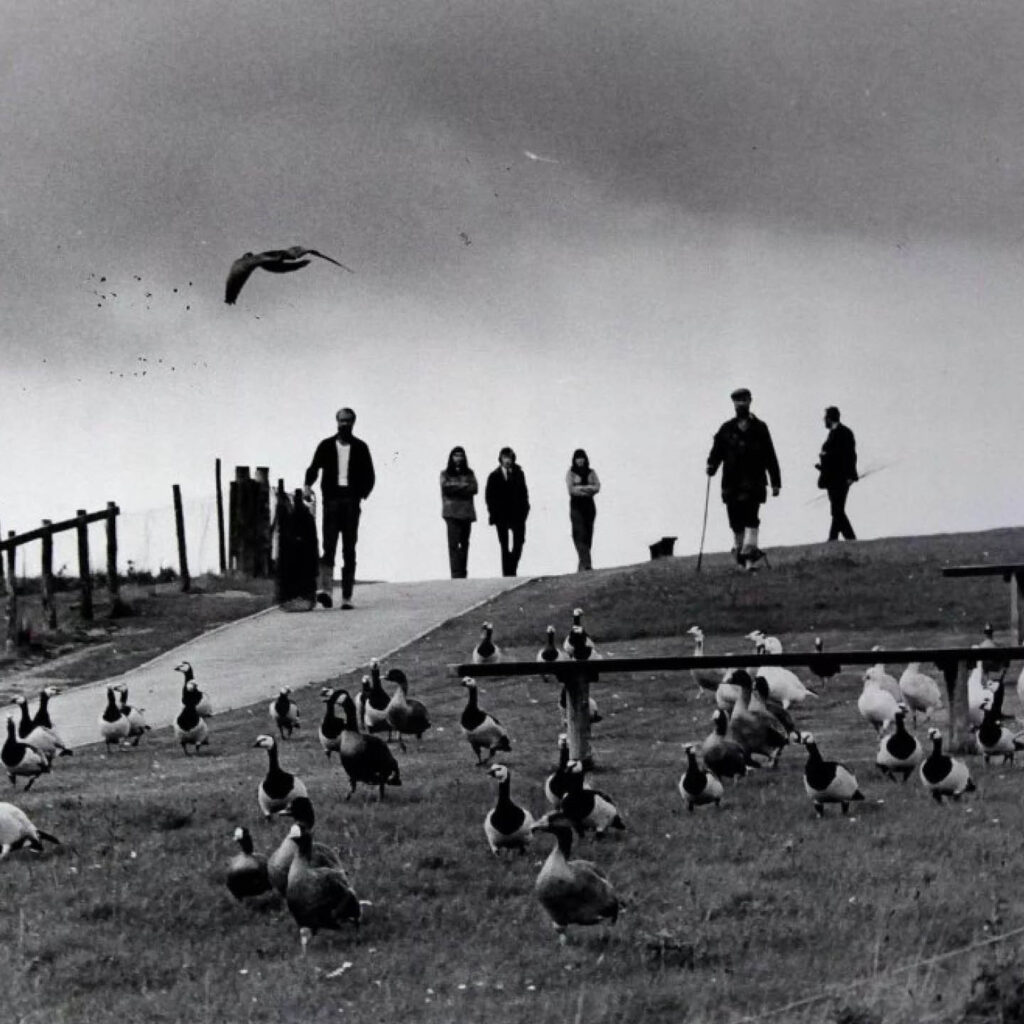 Black and white photo of people walking behind lots of geese at Washington Wetland Centre. They carry big nets.