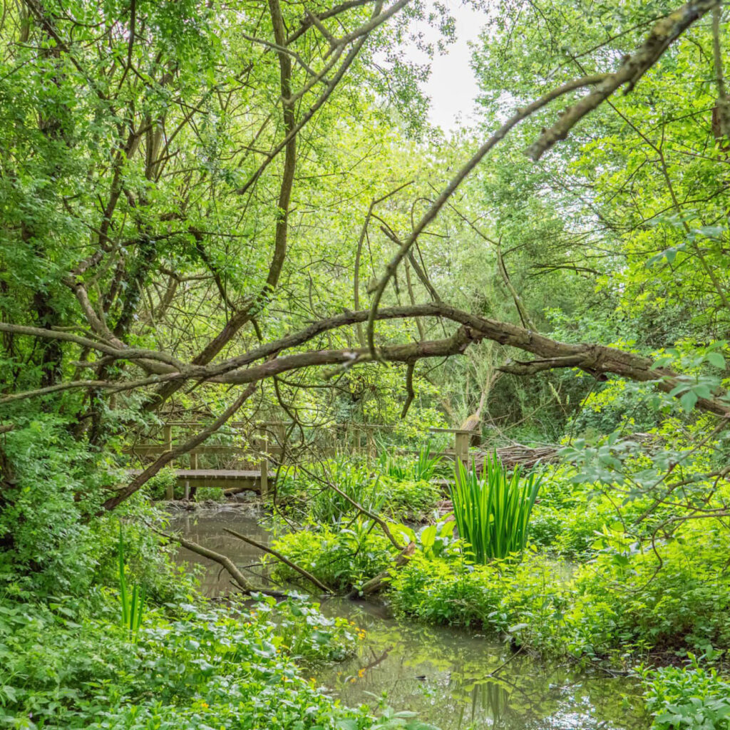 Lush green woodland at Washington Wetland Centre. A wooden bridge arches over a stream.
