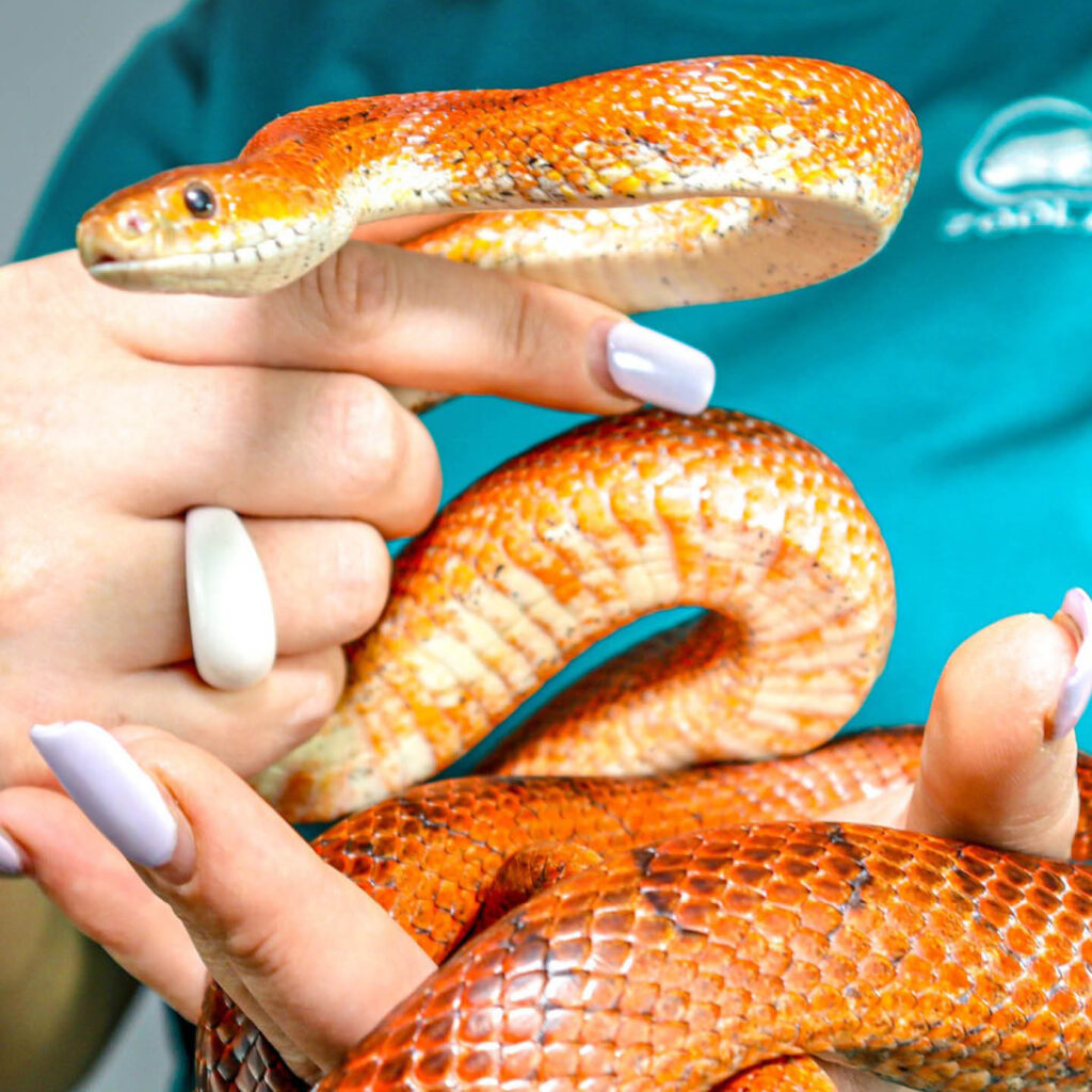 A person holds an orange snake in their hands.