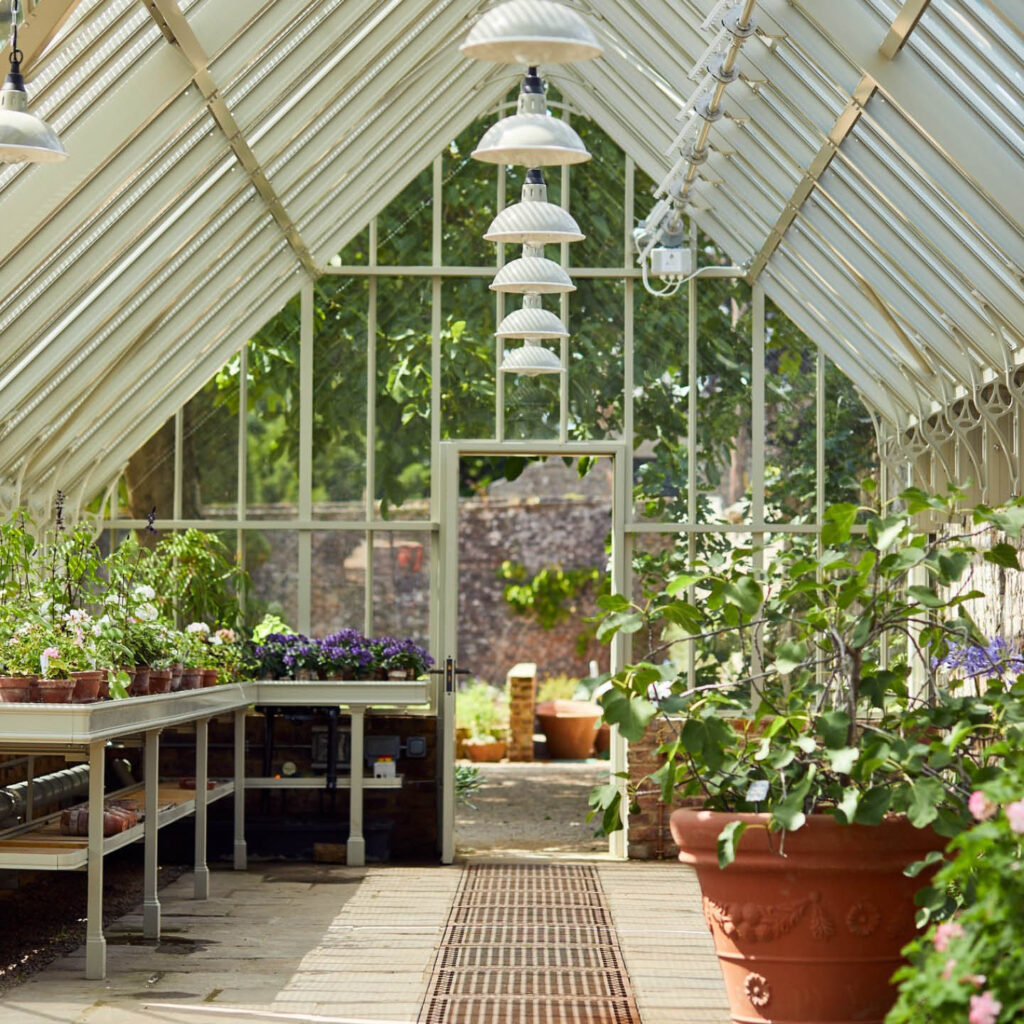 Inside a large greenhouse at Raby Castle. Plants grow on counters along the side and a terracotta pot holds a large leafy tree.