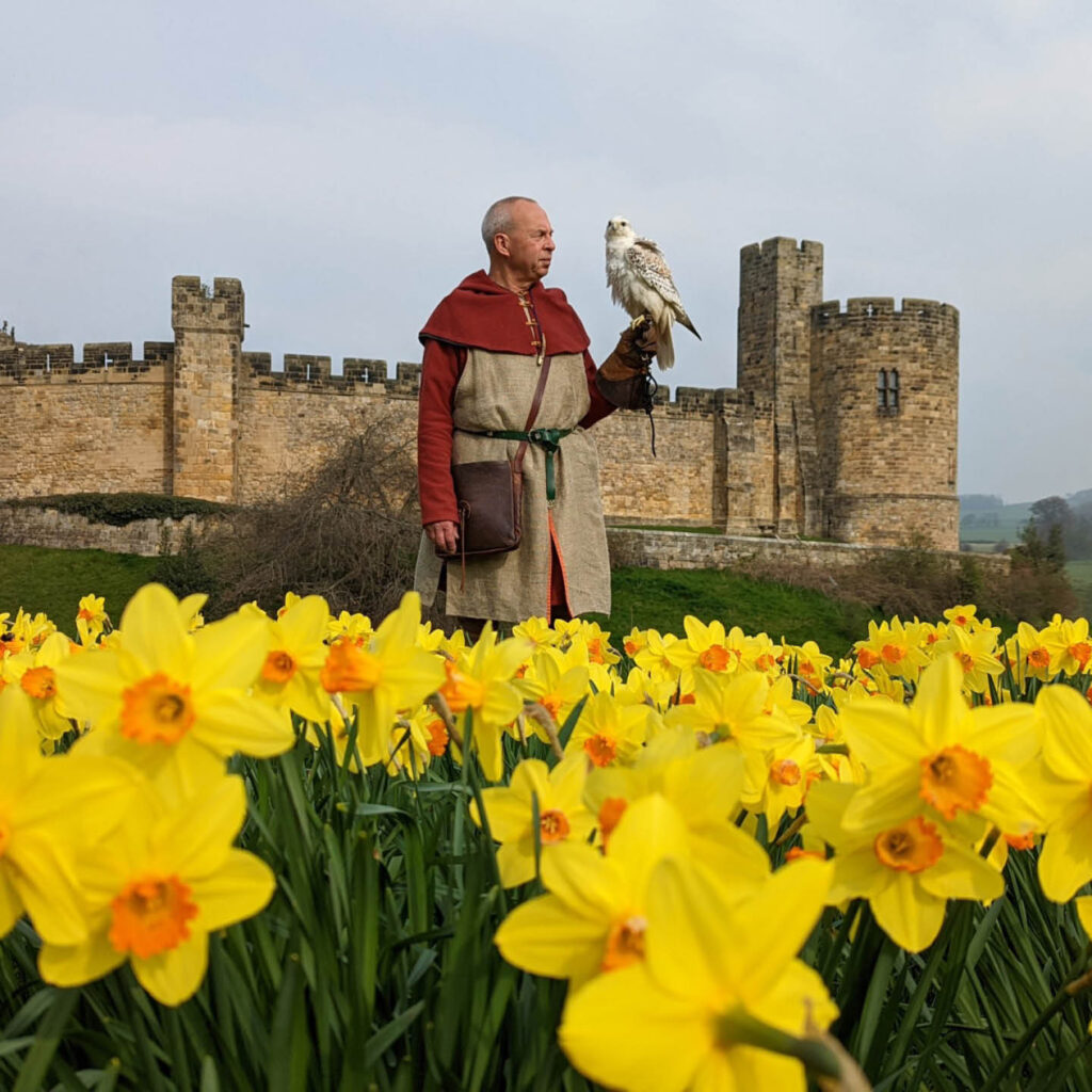 A man dressed in a red medieval style tunic stands in the grounds of Alnwick Castle looking out at the horizon. A large white falcon perches on his raised hand. Bright yellow daffodils cover the field around them.