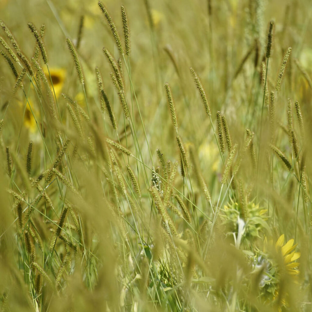 Wild grasses grow in a sunny field. Sunflowers can be seen growing among them.