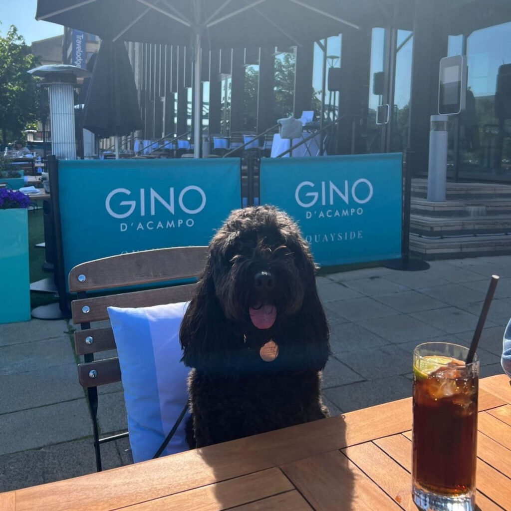A black dog with long ears and shaggy hair sits on a cushioned chair outside Gino D'ACampo's quayside restaurant in Newcastle. It's tongue hangs out as it looks at the camera.