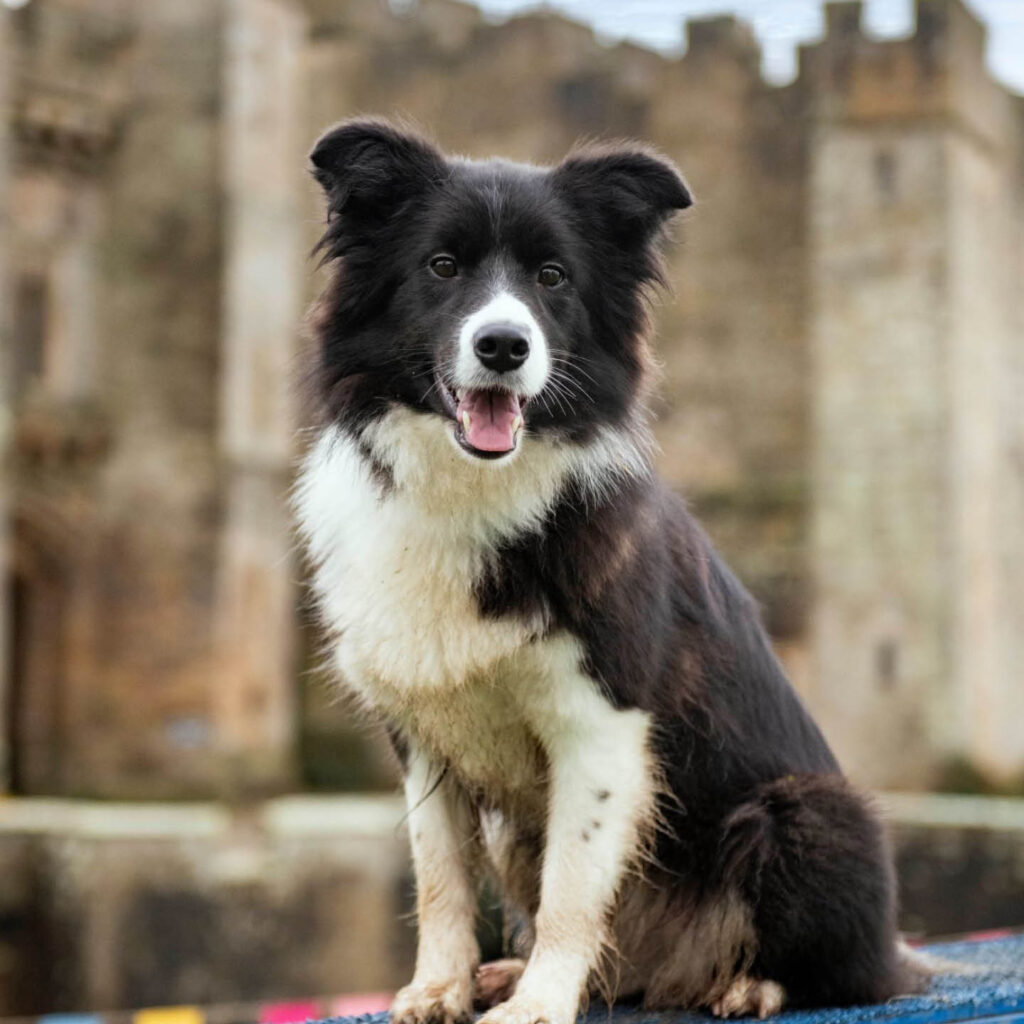A border collie pup sits on a platform in front of Raby Castle. It pants and looks at the camera.