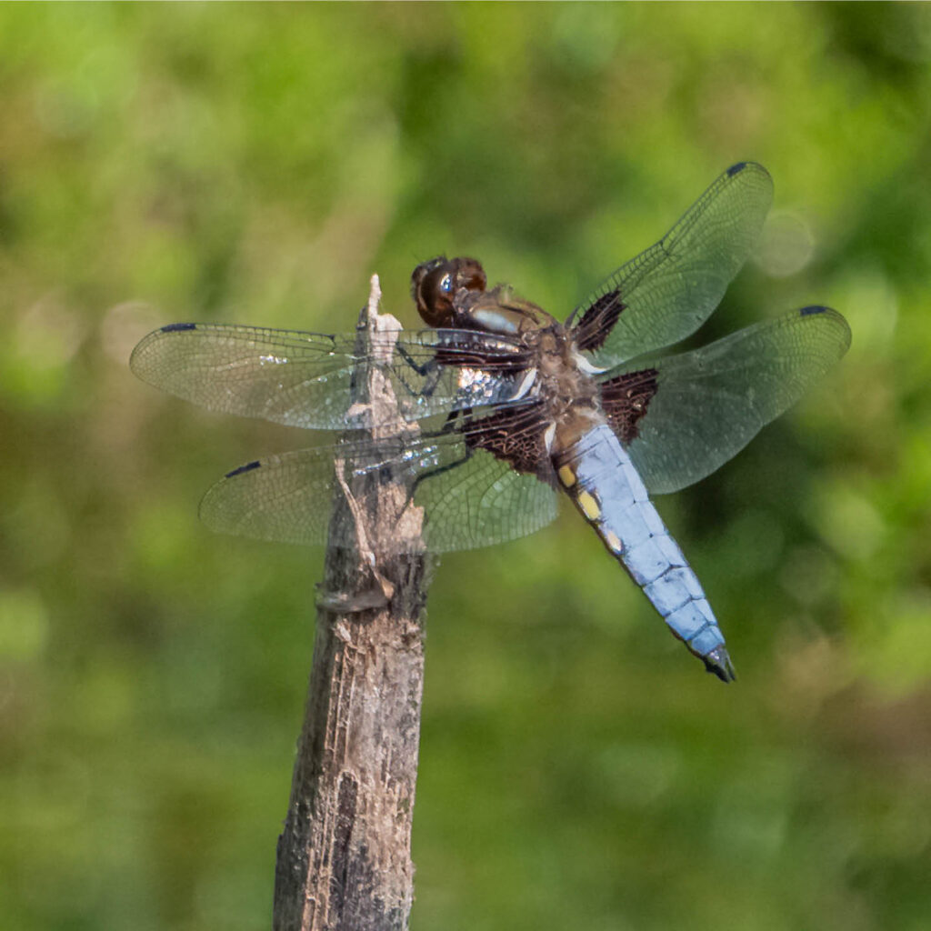 A blue dragonfly perches on a branch against a foliage rich background.