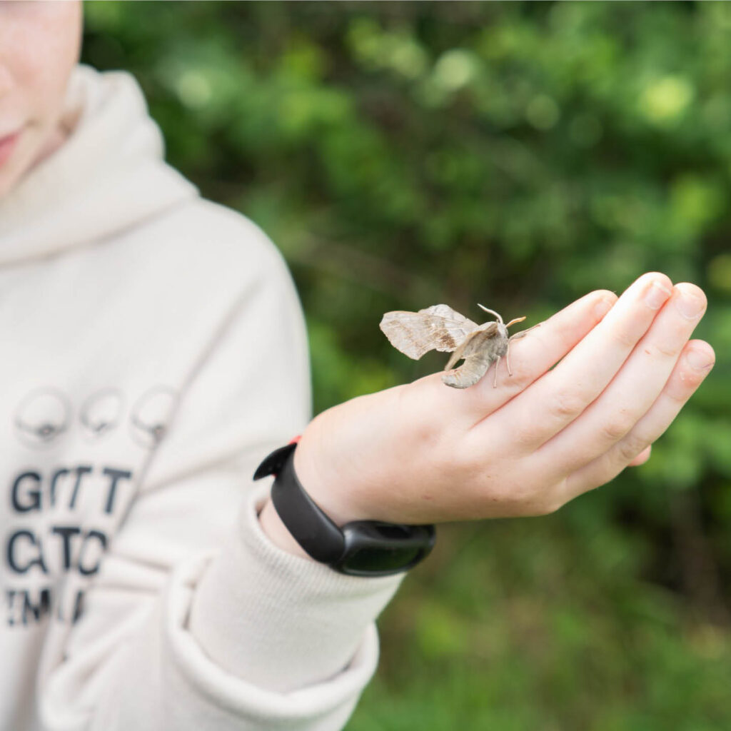 A child wearing a white hoodie holds out their hand. A soft looking grey moth perches on the side of their hand.