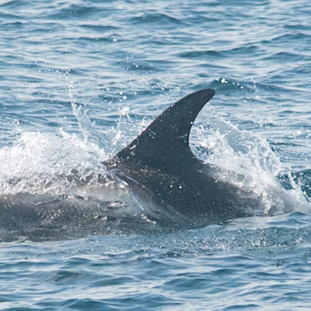 North Sea pelagic cruise