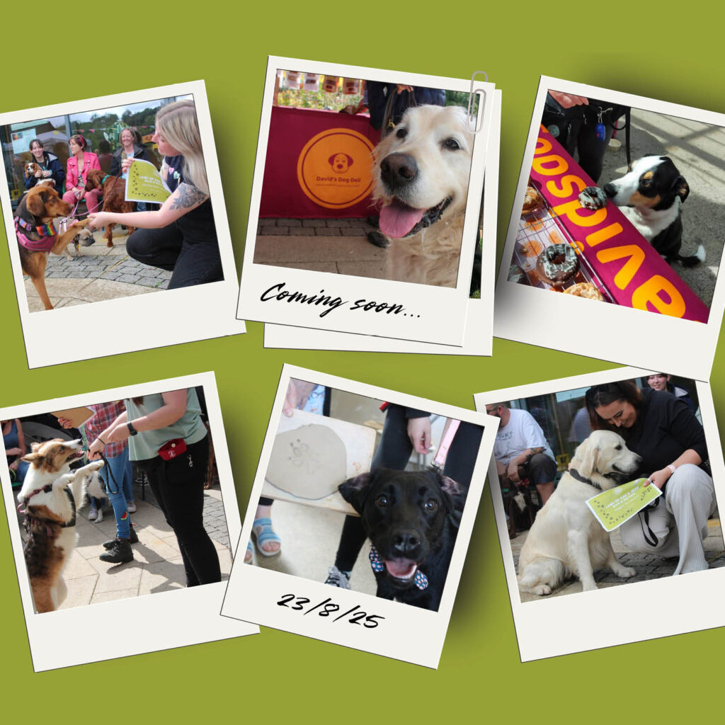 Polaroid pictures of different dogs enjoying activities at the Bark in the Park event at Land of Oak and Iron.