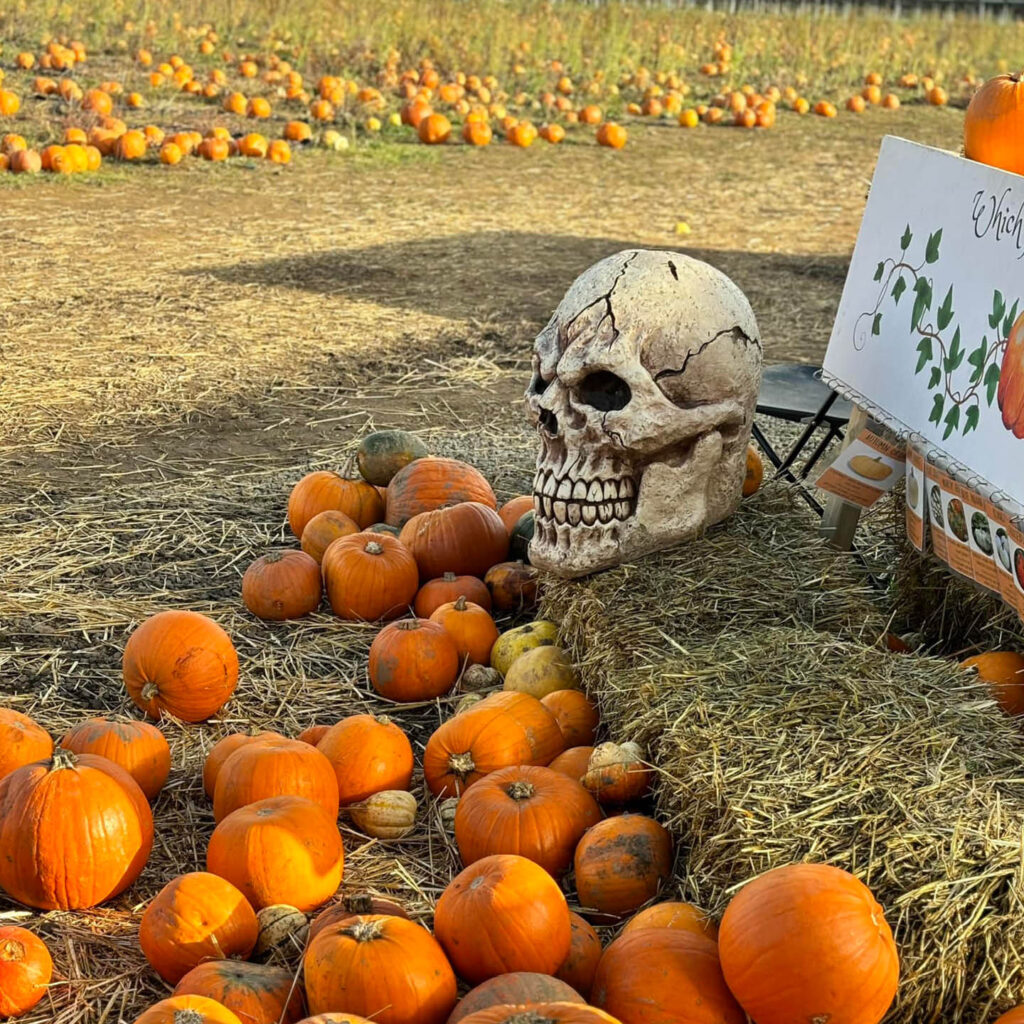 Numerous pumpkins sprawl across the hay covered ground at Brocksbushes Farm. A large fake skull sits next to them.