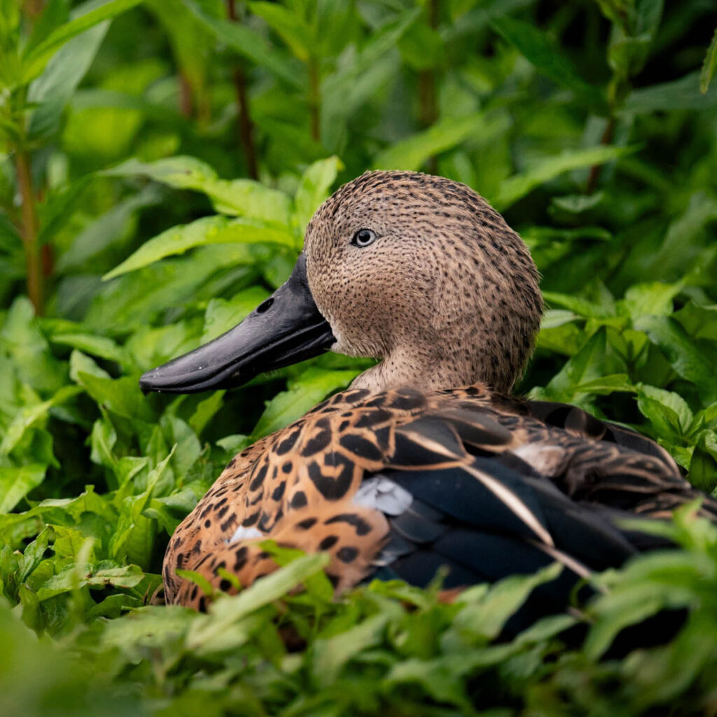 A brown and black speckled duck with a long black beak sits in green foliage at Washington Wetland Centre.