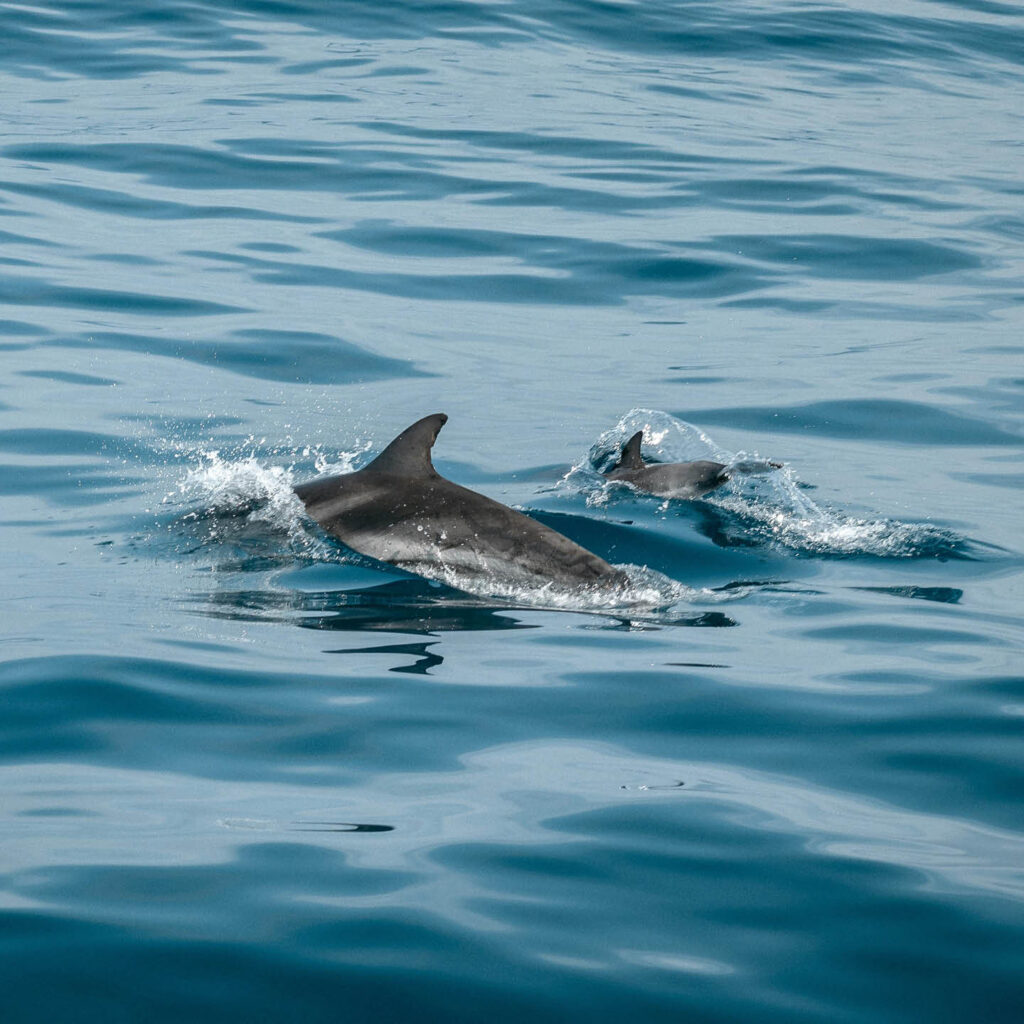 Two dolphins emerge from the sea as they swim side by side.