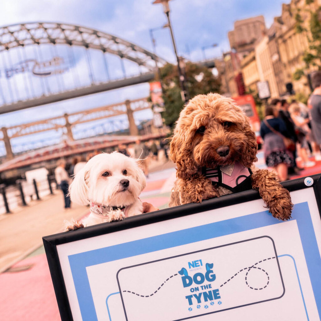 A small white maltese and a golden cockapoo rest their paws over a sign which says: Dog on the Tyne. Behind them, the Tyne Bridge is visible along Newcastle's quayside.