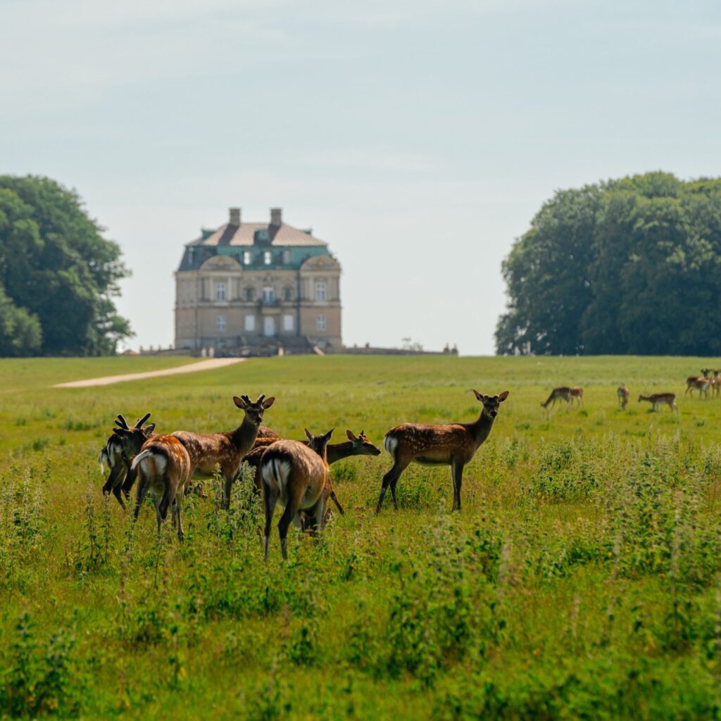 Experience Copenhagen like a local: hidden gems beyond the tourist trail
