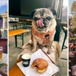 28 of the best dog-friendly pubs, cafés and restaurants in the North East
