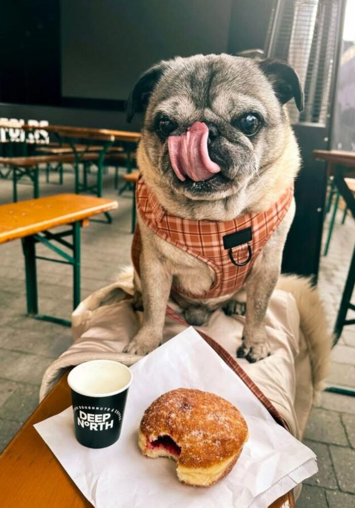 28 of the best dog-friendly pubs, cafés and restaurants in the North East