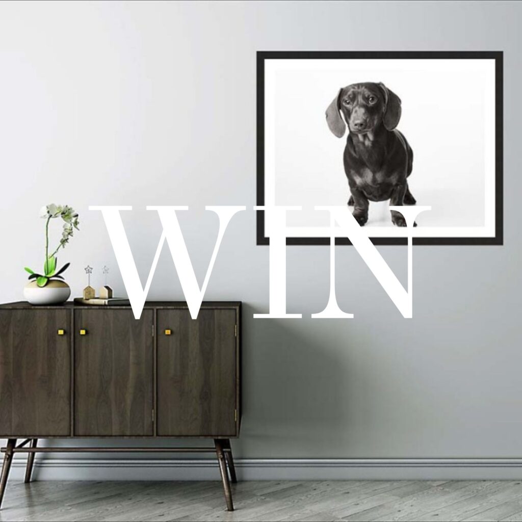 WIN a dog photoshoot and framed print at Darren Irwin Photography studio worth £1495