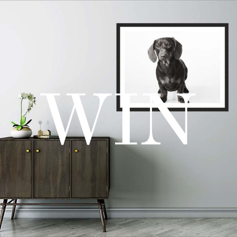 WIN a dog photoshoot and framed print at Darren Irwin Photography studio worth £1495