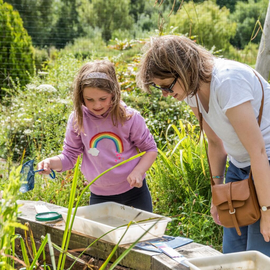 5 free family-friendly half-term events at WWT Washington Wetland Centre
